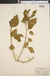 Physalis virginiana image