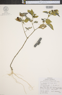 Solanum americanum image