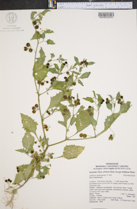 Solanum americanum image