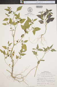 Solanum americanum image