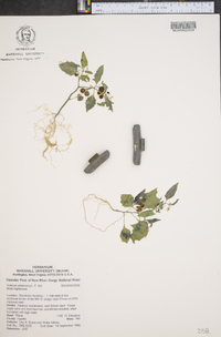 Solanum americanum image