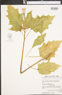 Datura stramonium image