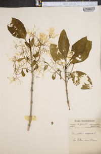 Chionanthus virginica image