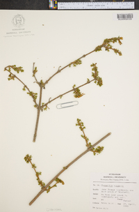 Forsythia suspensa image