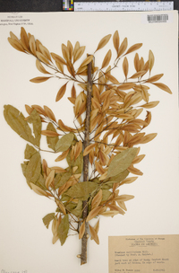 Fraxinus caroliniana image