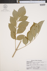 Fraxinus nigra image