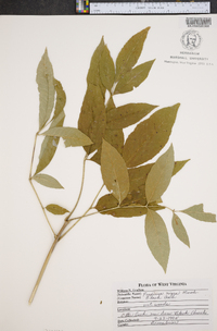 Fraxinus nigra image