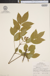 Fraxinus nigra image