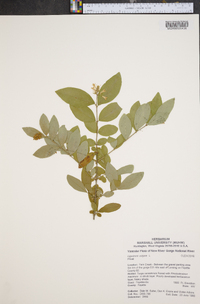 Ligustrum vulgare image