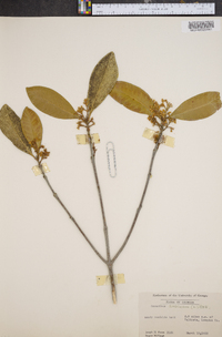 Osmanthus americanus image