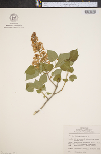 Syringa vulgaris image