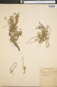 Callitriche heterophylla image