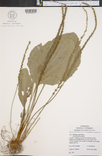 Plantago rugelii image