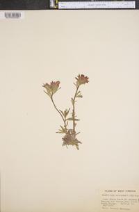 Chelone glabra var. elatior image