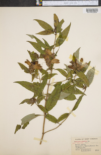 Chelone glabra var. elatior image