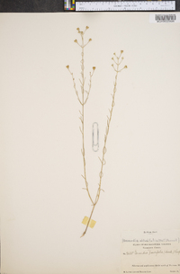 Gerardia parvifolia image