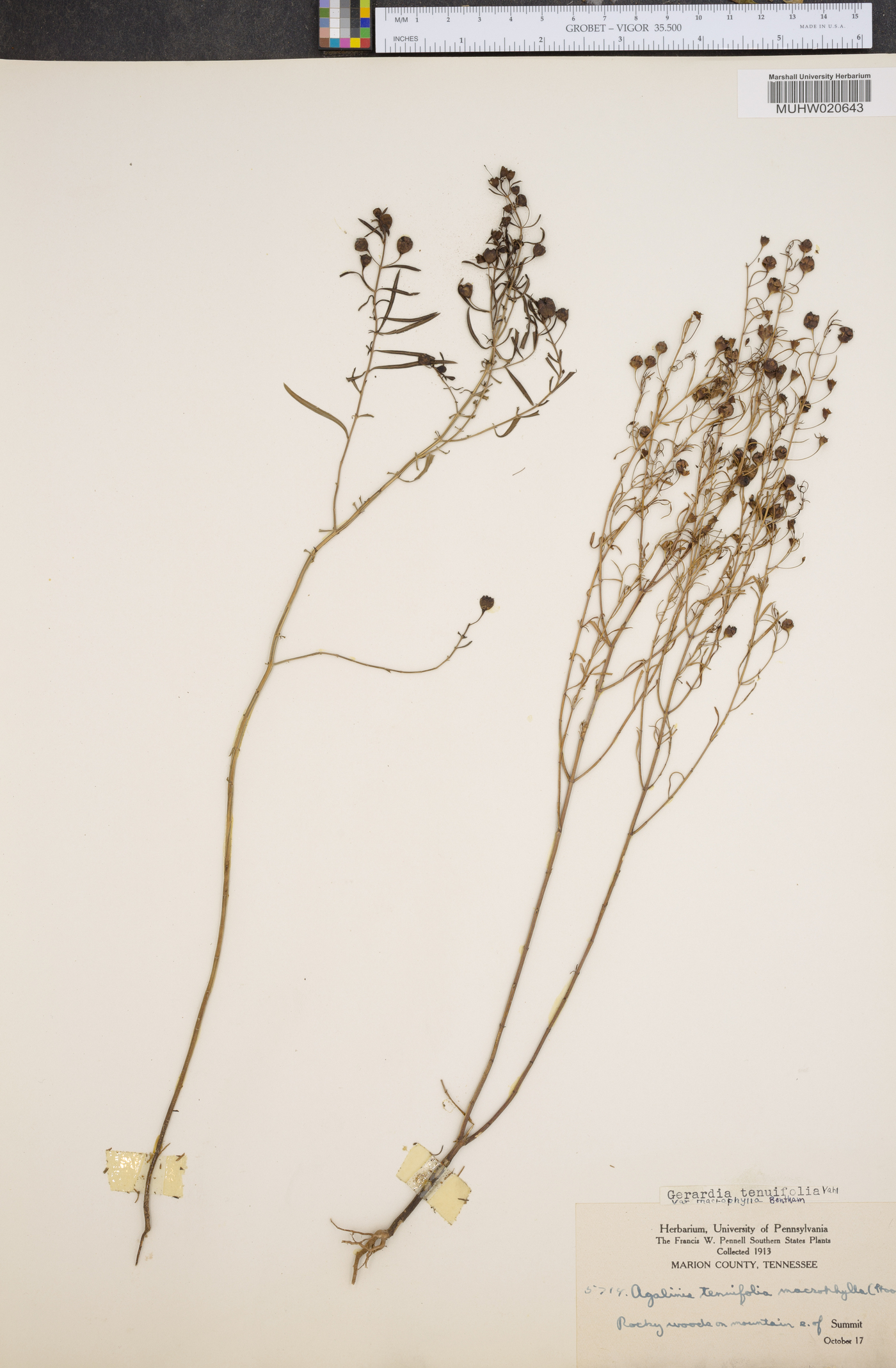 Agalinis tenuifolia var. macrophylla image