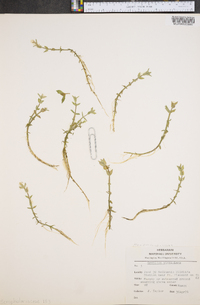 Gratiola virginiana image