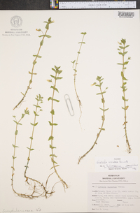 Gratiola viscidula image