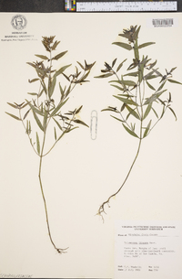 Melampyrum lineare image