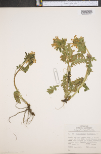 Image of Pedicularis virginica