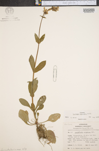Penstemon canescens var. brittoniorum image