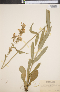 Penstemon laevigatus image