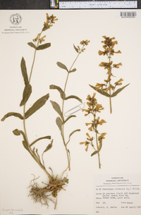 Penstemon hirsutus image