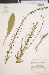 Verbascum blattaria image