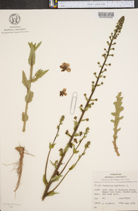 Verbascum blattaria image