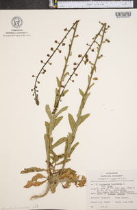 Verbascum blattaria image