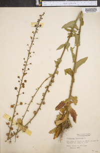 Verbascum blattaria image