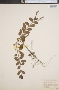 Veronica officinalis image