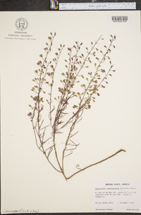 Dicerandra linearifolia image