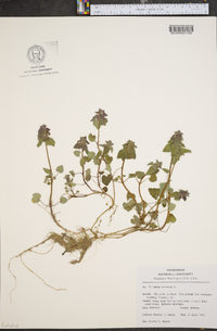 Lamium purpureum image