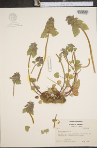 Lamium purpureum image