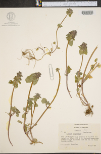 Lamium purpureum image