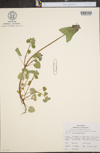 Lamium purpureum image