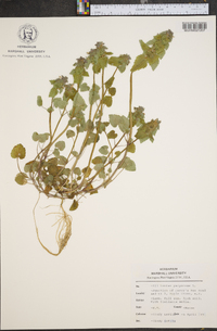 Lamium purpureum image