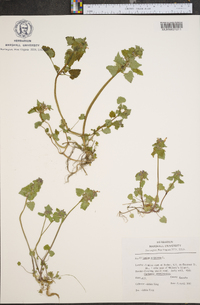 Lamium purpureum image