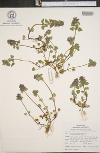 Lamium purpureum image