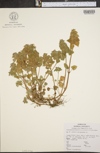 Lamium purpureum image