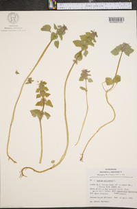 Lamium purpureum image