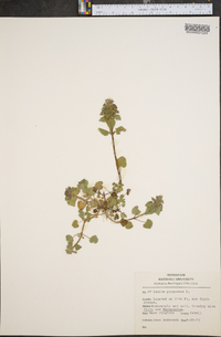 Lamium purpureum image