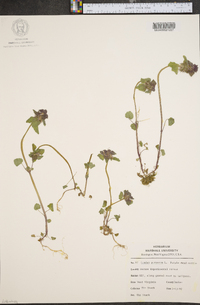 Lamium purpureum image