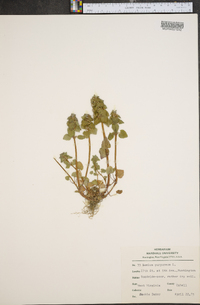 Lamium purpureum image