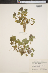 Lamium purpureum image