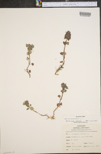 Lamium purpureum image