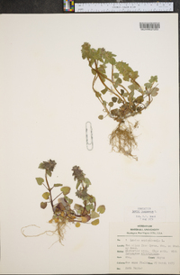 Lamium purpureum image