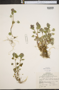 Lamium purpureum image